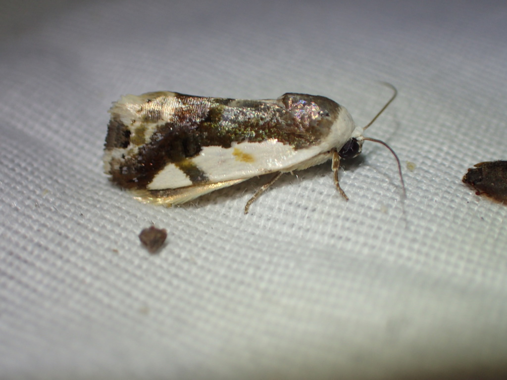 Tarache cora