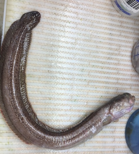 Wrymouth (Cryptacanthodes maculatus) — Cryptacanthodidae — 2