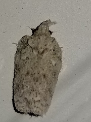 Flatoidinus punctatus