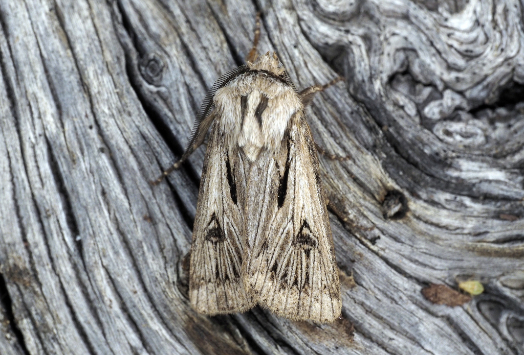 Agrotis chretieni