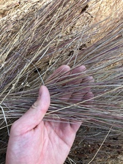 Festuca idahoensis