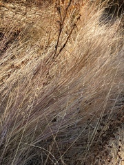 Festuca idahoensis
