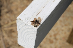 Physocephala sagittaria