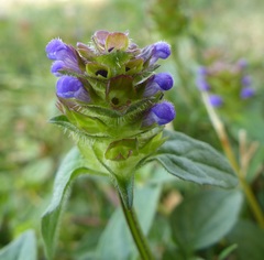 Prunella vulgaris vulgaris
