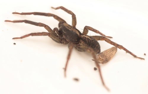 Ground wolf spider photo 4