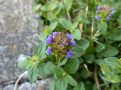 Prunella vulgaris vulgaris