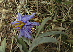 Solanum elaeagnifolium image