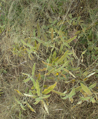 Solanum elaeagnifolium image