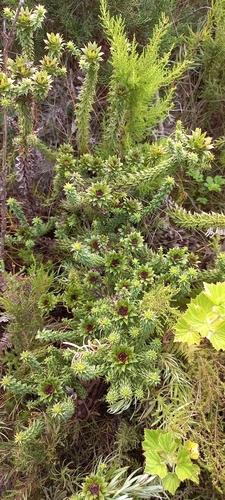 Image of Oedera imbricata by (c) Adele SL, some rights reserved (CC BY)