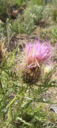 Klasea boetica, photograph 3