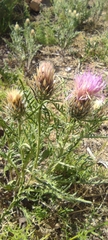 Klasea boetica, photograph Santiago Martín-Bravo, CC BY, iNaturalist via GBIF