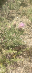Klasea boetica, photograph Santiago Martín-Bravo, CC BY, iNaturalist via GBIF