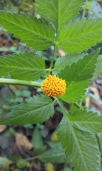 Bidens pilosa pilosa
