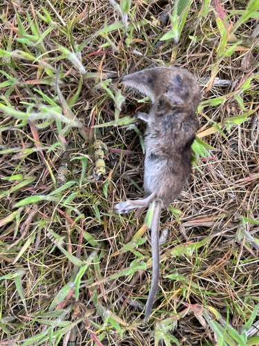 Vagrant Shrew