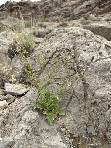 Rock gilia (Gilia scopulorum)