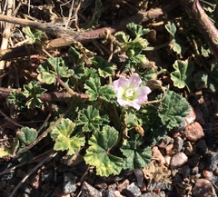 Malva neglecta