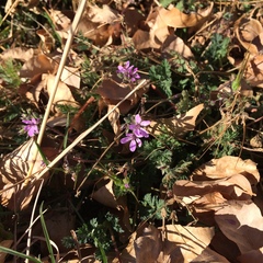 Erodium cicutarium