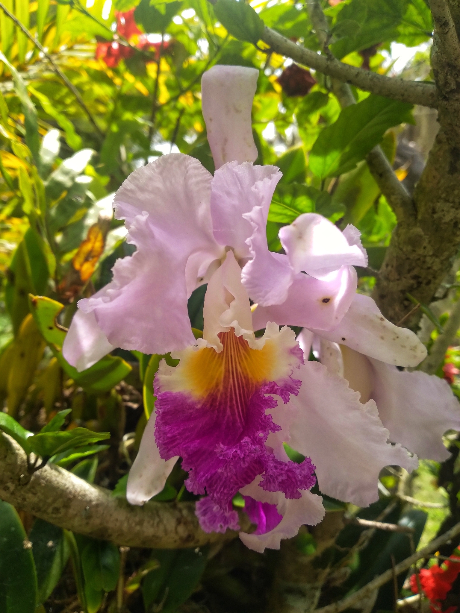 Imagem de Cattleya mendelii