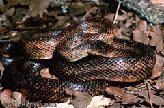 Pantherophis bairdi