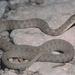 Brazos River Watersnake - Photo (c) Chris Harrison, some rights reserved (CC BY-NC), uploaded by Chris Harrison