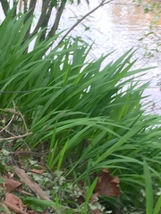 Crocosmia — photo 2