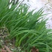 Crocosmia — photo 2