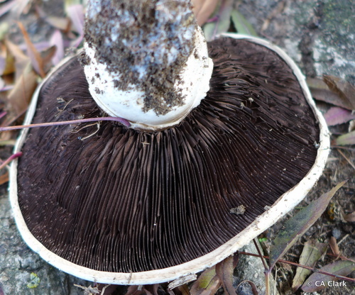 Pavement Mushroom