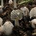 Flocculose Inkcap - Photo (c) Byrain, some rights reserved (CC BY-SA)