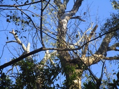 Melanerpes carolinus