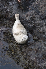 Phoca vitulina