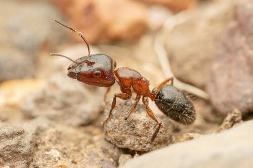 Hyatt's Carpenter Ant photo 5