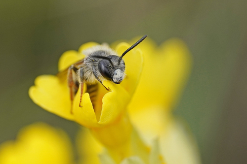 Andrena florivaga