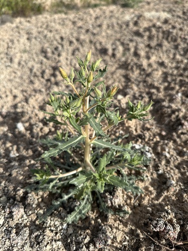 Image of Mentzelia pterosperma by (c) Matt Berger, some rights reserved (CC BY)
