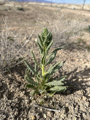 Image of Phacelia palmeri by (c) Matt Berger, some rights reserved (CC BY)