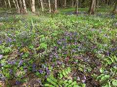Swamp Violet (Viola uliginosa)