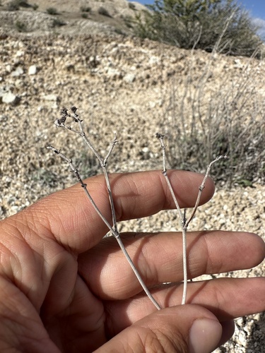 Image of Thompson's Wild Buckwheat by (c) Matt Berger, some rights reserved (CC BY)