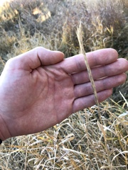 Pseudoroegneria spicata