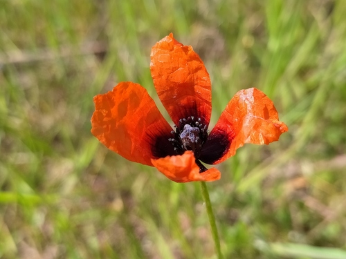 Roemeria argemone, photograph 4