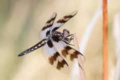 Plathemis subornata