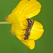Chelostoma florisomne - Photo (c) Julia Wittmann, alguns direitos reservados (CC BY), uploaded by Julia Wittmann