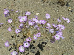 Gilia cana