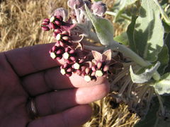 Asclepias californica californica