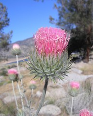 Cirsium occidentale