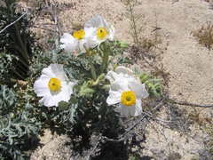 Argemone munita