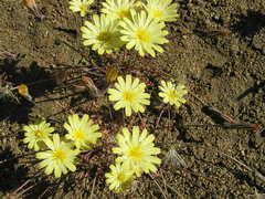 Malacothrix sonchoides