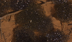Lithobates sylvaticus image