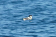 Pelecanoides garnotii