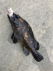 Sebastes chrysomelas