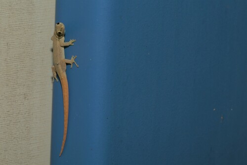 Common Dwarf Gecko