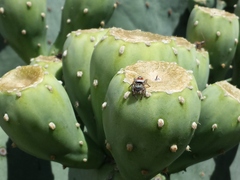 Phidippus californicus